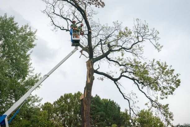 Best Tree Pruning Services  in Gilbert, MN